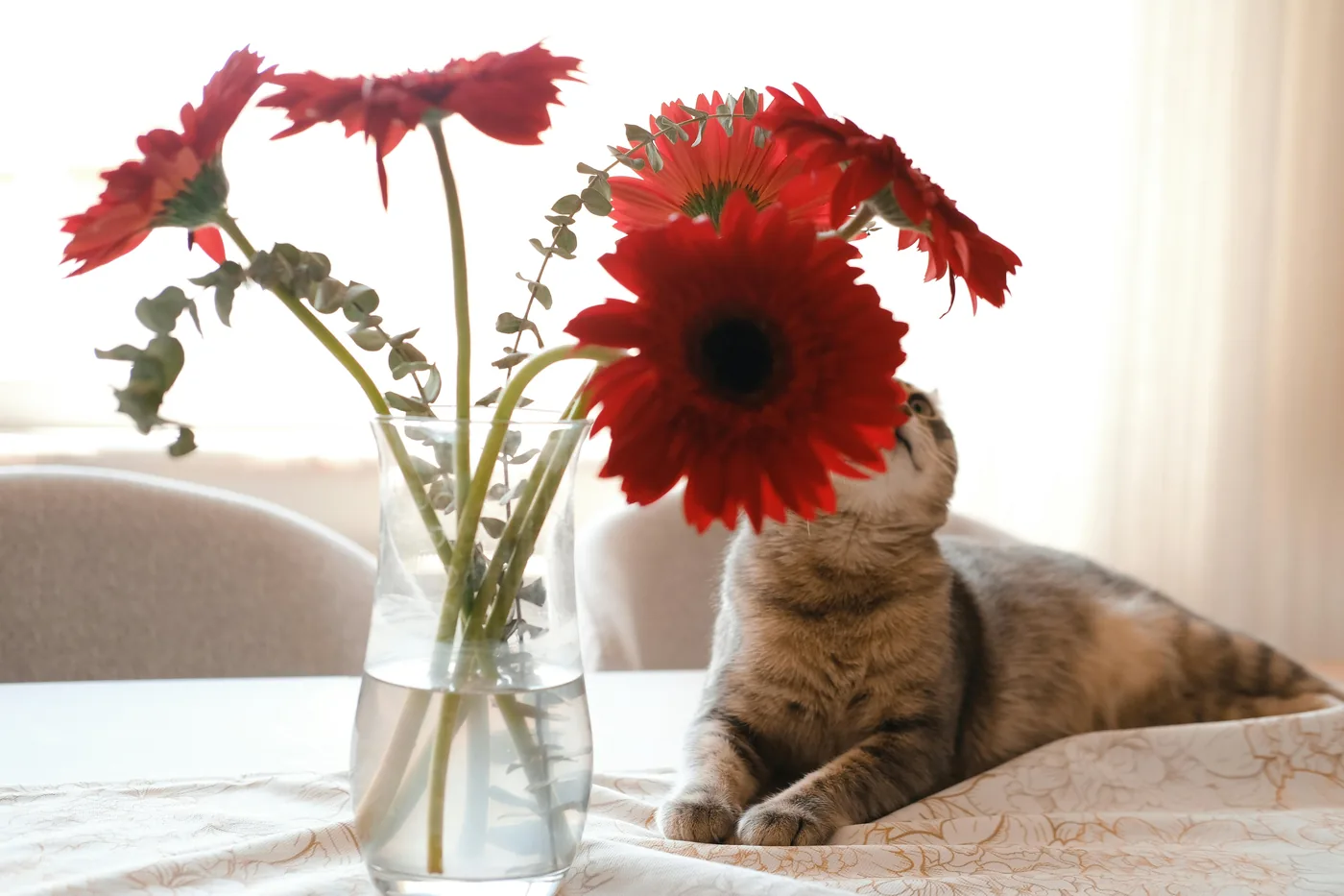 Gato junto a un jarrón con gerberas rojas sobre una mesa, las gerberas suelen ser una mejor opción en hogares con mascotas