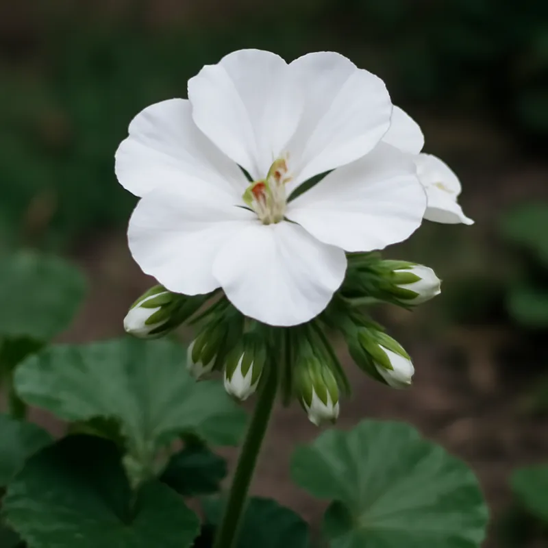 Geranio blanco - imagen 4