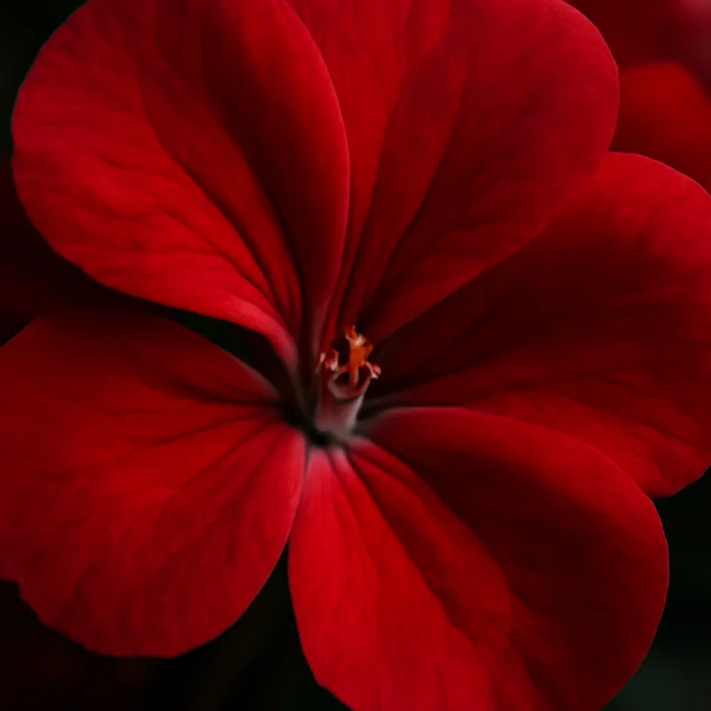 Geranio rojo - imagen 2