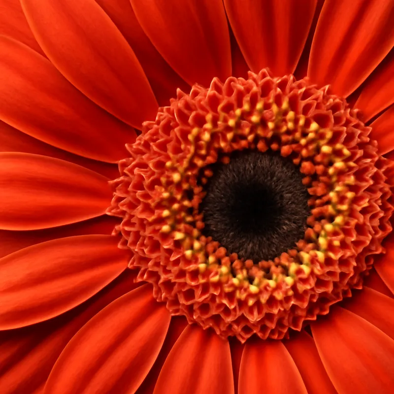 Gerbera clásica - imagen 2