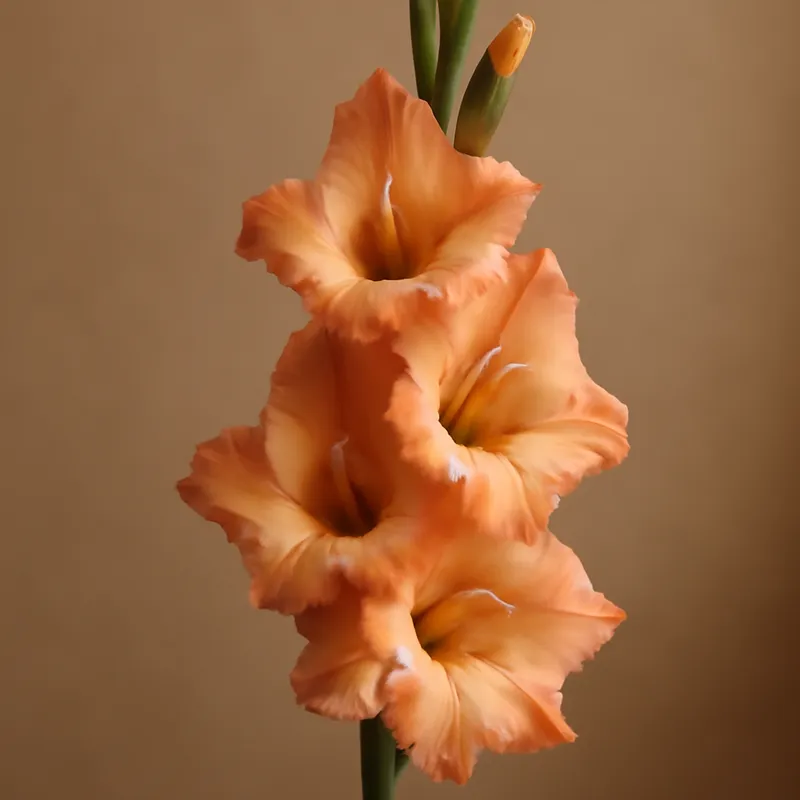 Gladiolo Rosa Clásico