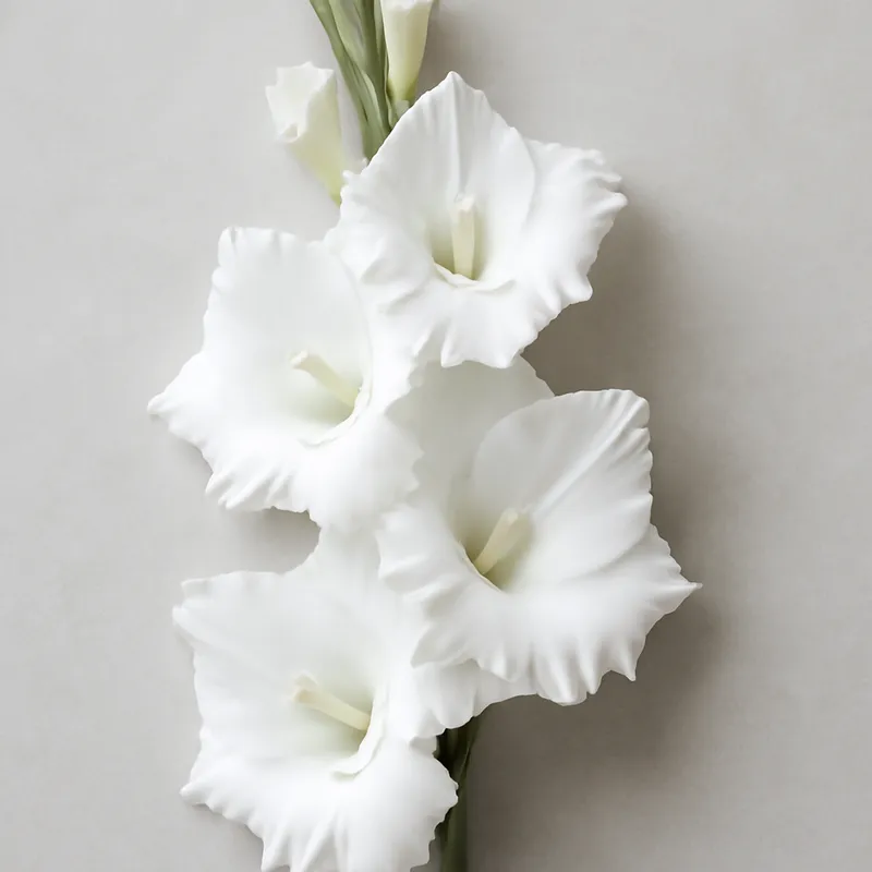 Gladiolus Blanco