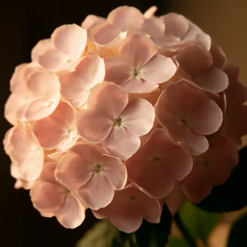 Hortensia clásica - imagen 2