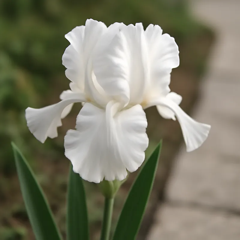 Iris blanco - imagen 4