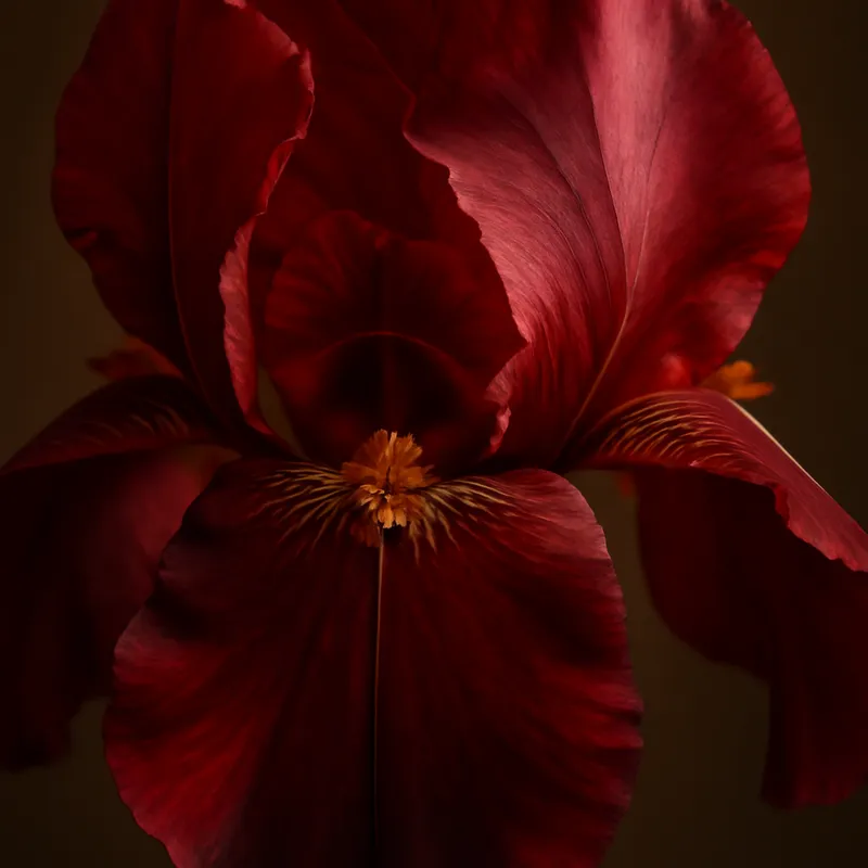 Iris rojo - imagen 2