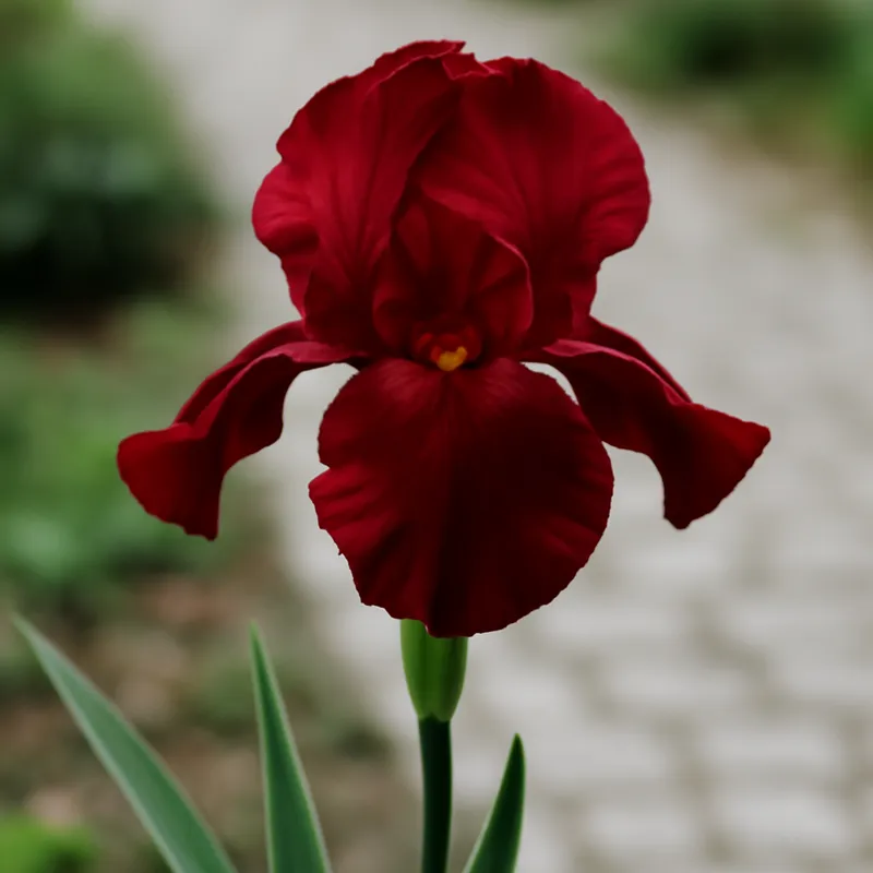 Iris rojo - imagen 4