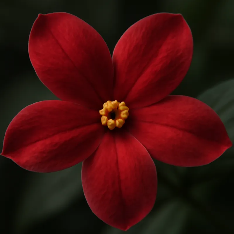 Jasmín rojo - imagen 2