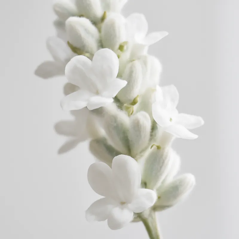 Lavanda blanca - imagen 2