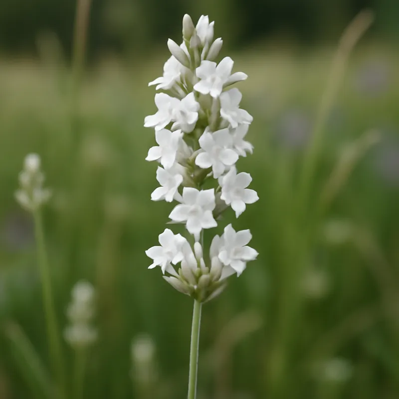 Lavanda blanca - imagen 4