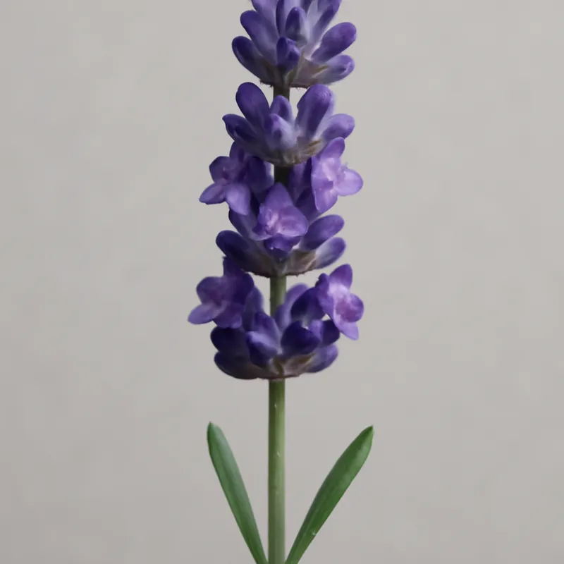 Lavanda clásica