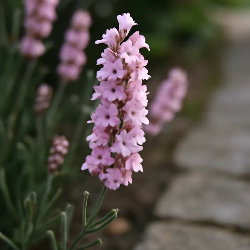 Lavanda rosa - imagen 4