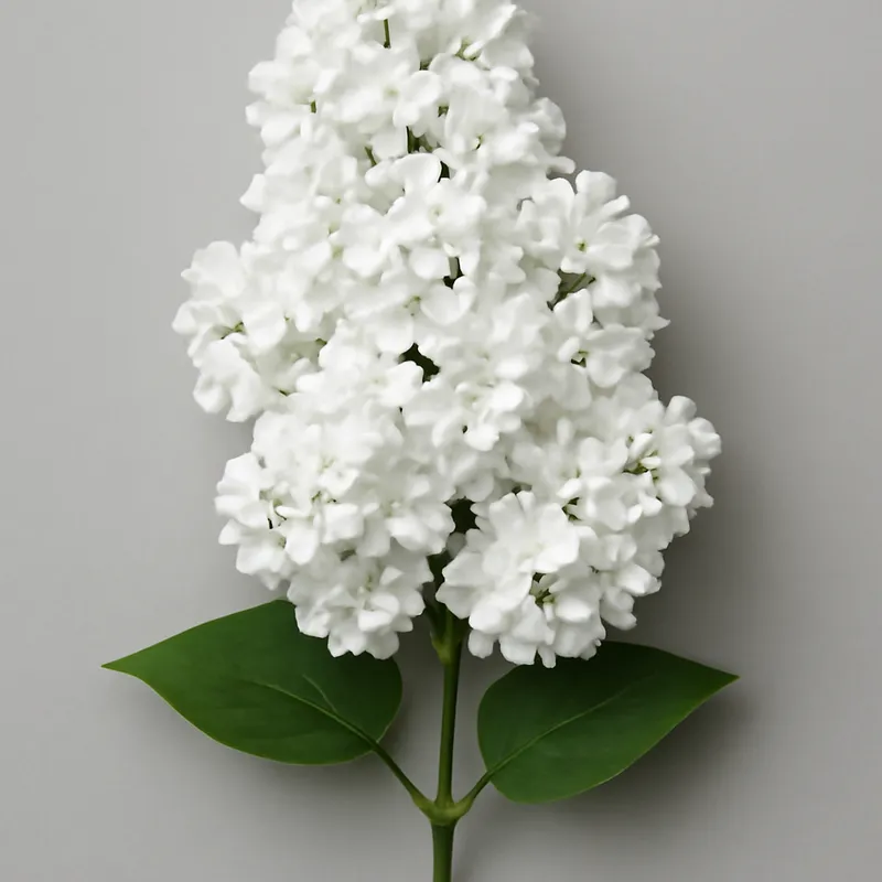 Lila blanca