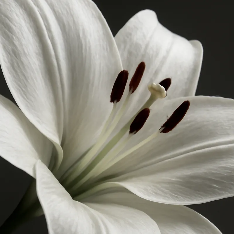 Lirio blanco - imagen 2