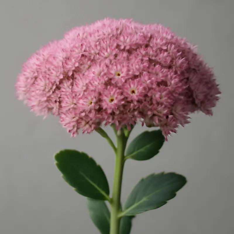 Lisianto rosa