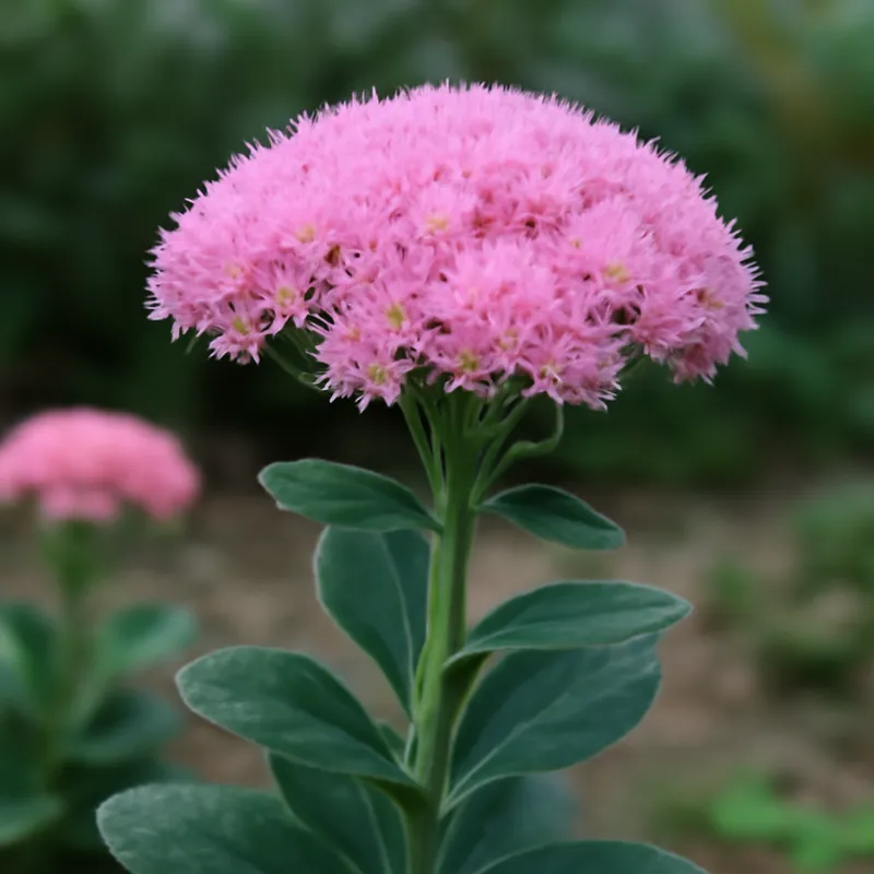 Lisianto rosa - imagen 4