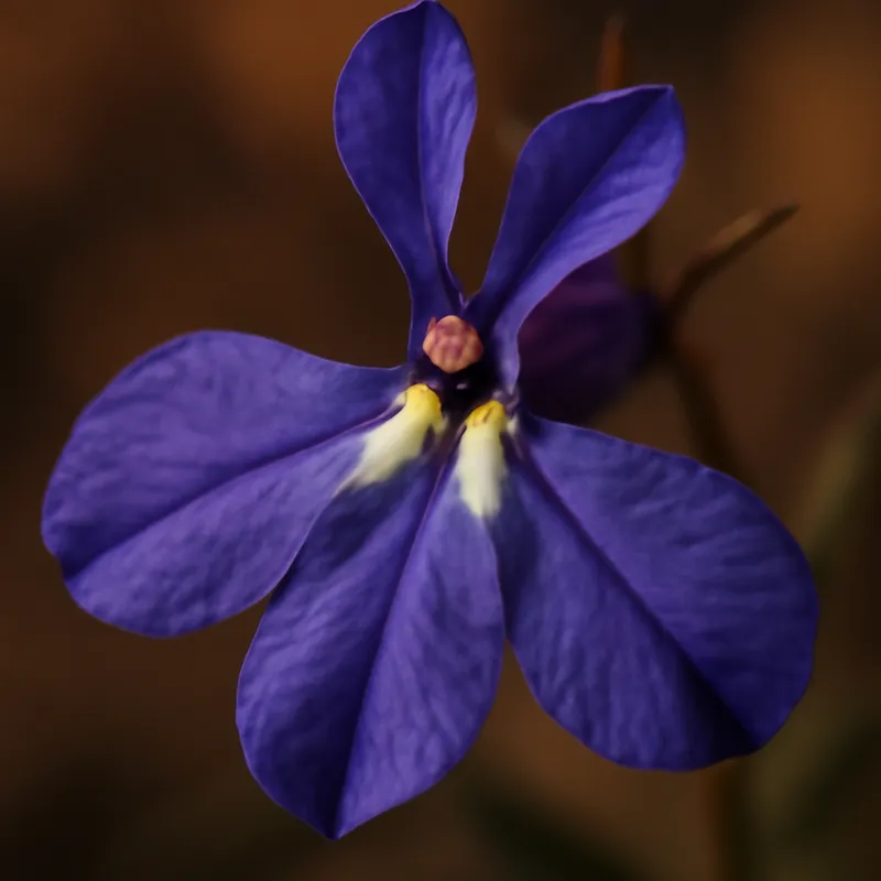 Lobelia clásica - imagen 2