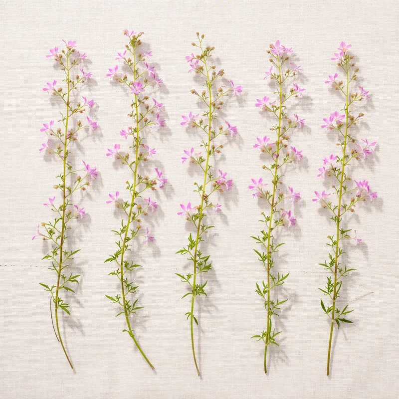 Lobelia rosa - imagen 4