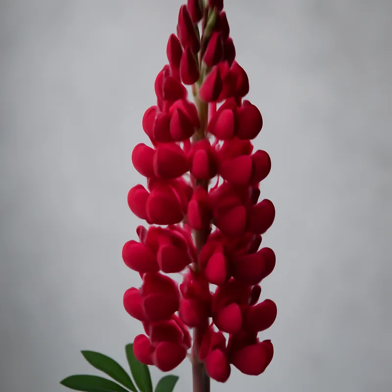 Lupin rojo