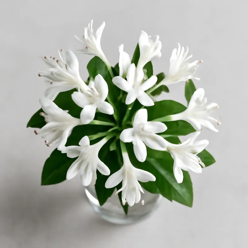 Madreselva blanca - imagen 3