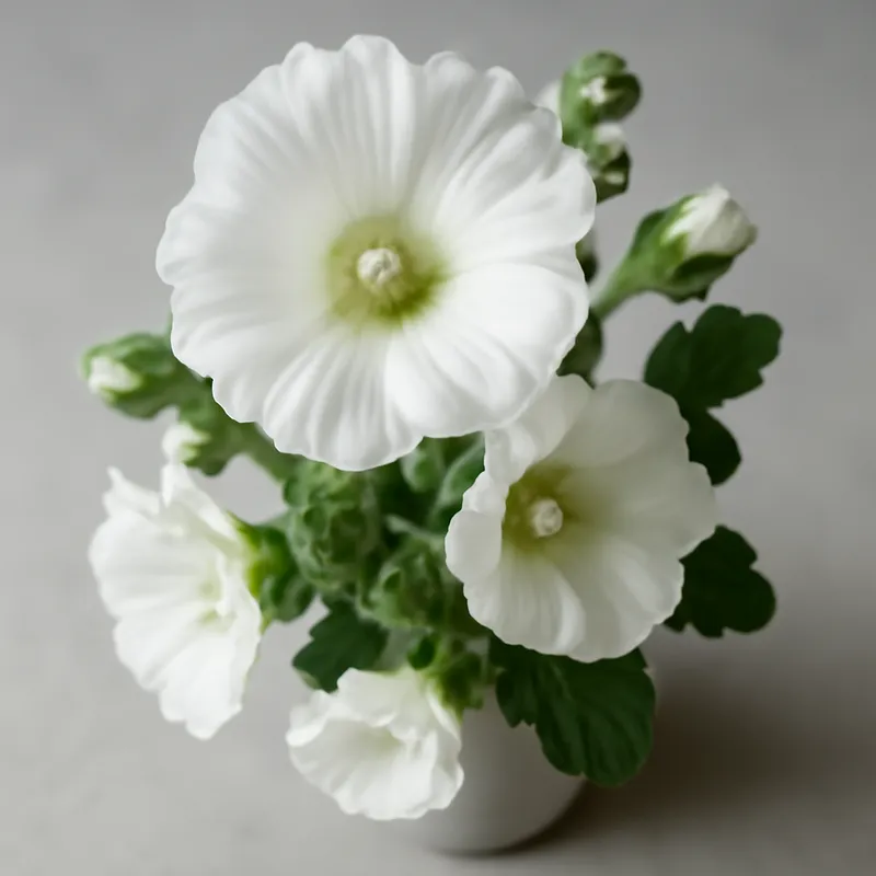 Malva blanca - imagen 3