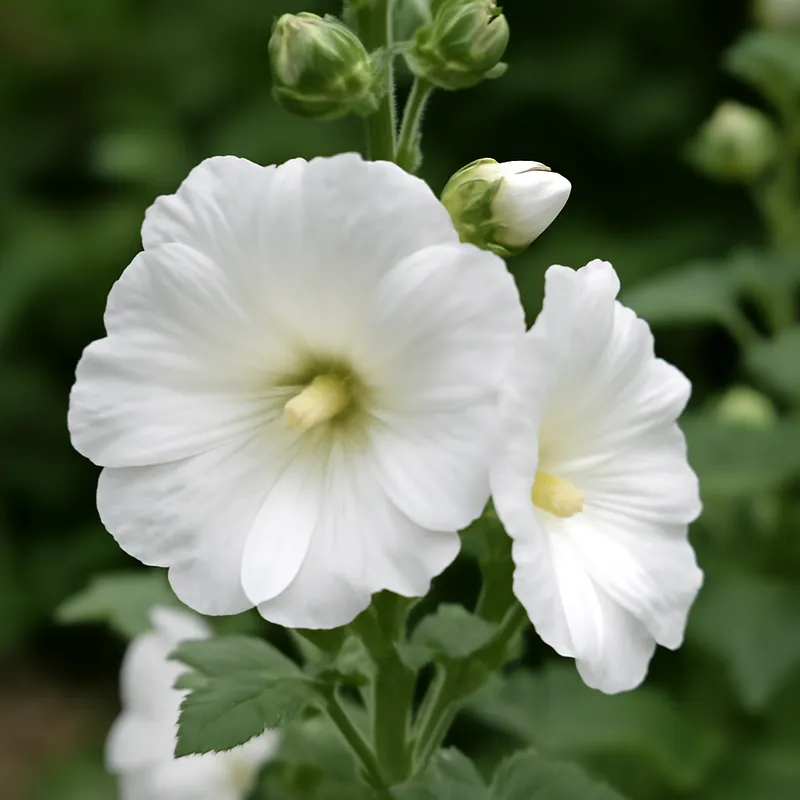 Malva blanca - imagen 4
