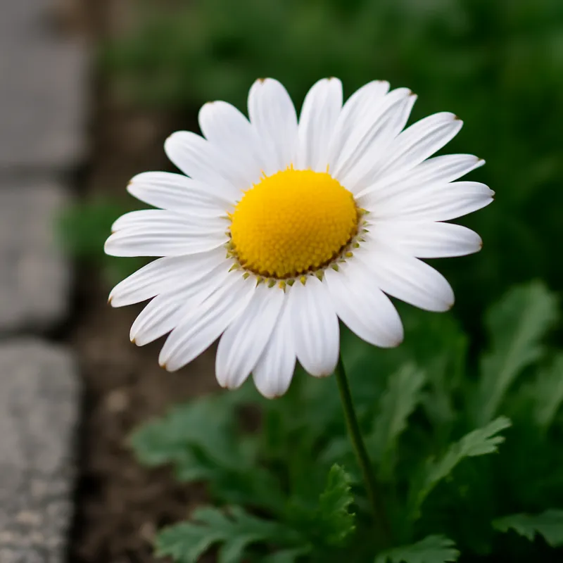 Manzanilla blanca - imagen 4