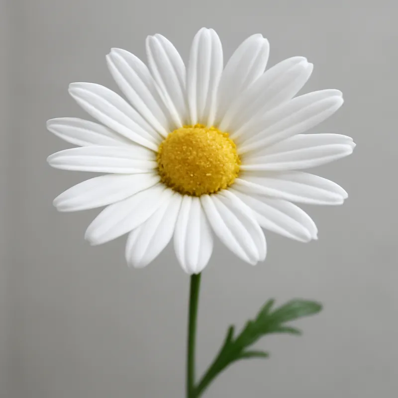 Margarita blanca