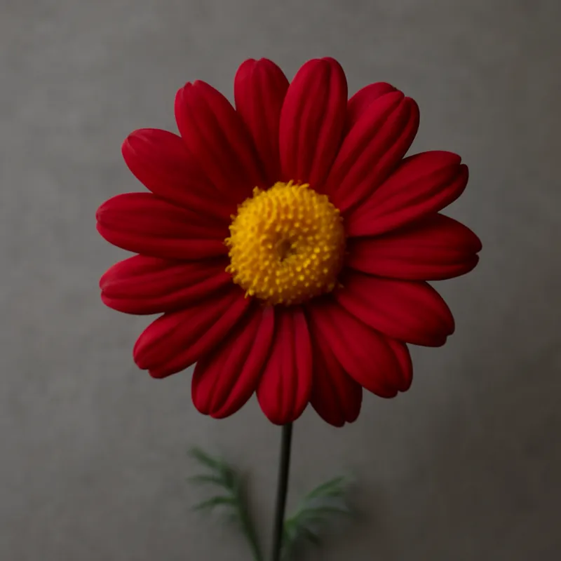 Margarita de Canarias roja - imagen 1