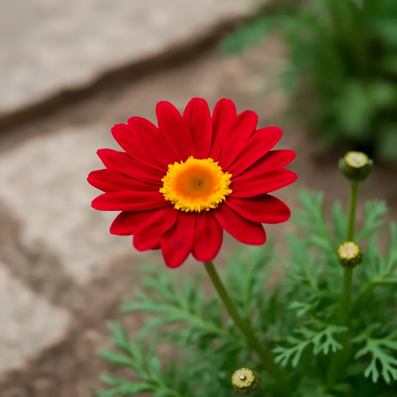 Margarita de Canarias roja - imagen 4