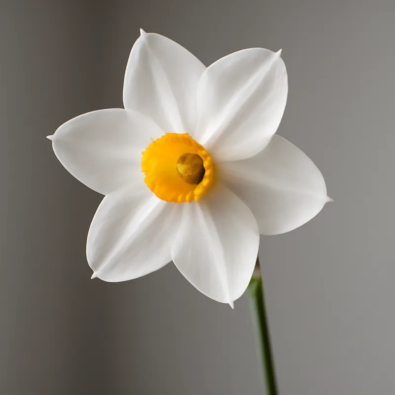Narciso blanco
