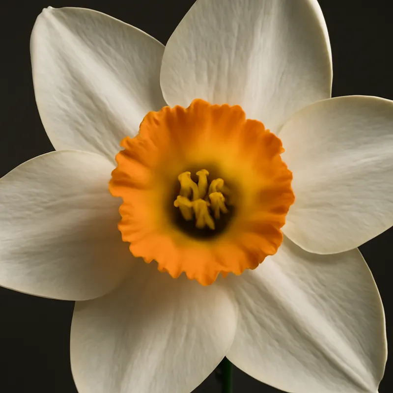 Narciso clásico - imagen 2
