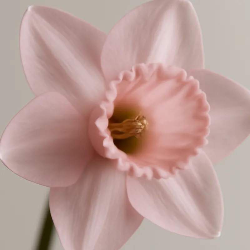 Narciso Rosa - imagen 2