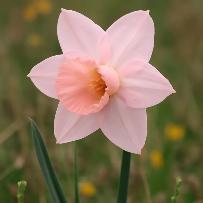 Narciso Rosa - imagen 4