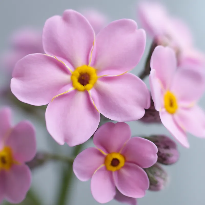 Nomeolvides - rosa - imagen 2