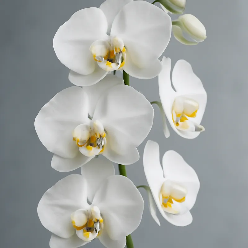 Orquídea Mariposa Clásica Naranja