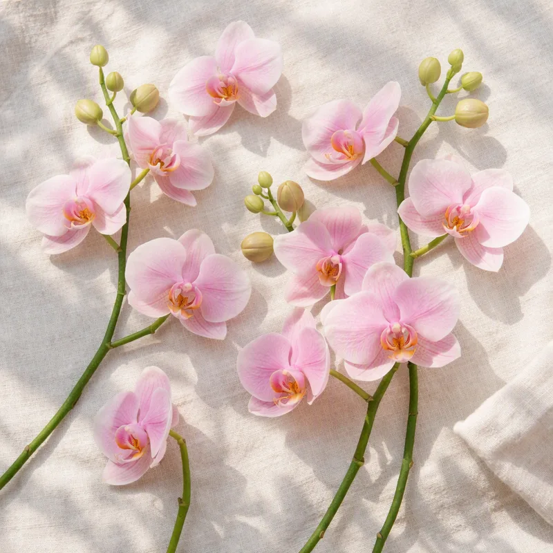 Orquídea mariposa rosa - imagen 4
