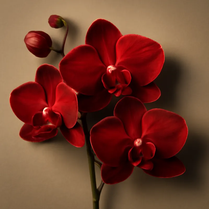Orquídea novia - roja