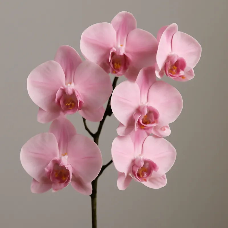 Orquídea (orquídea novia) - rosa