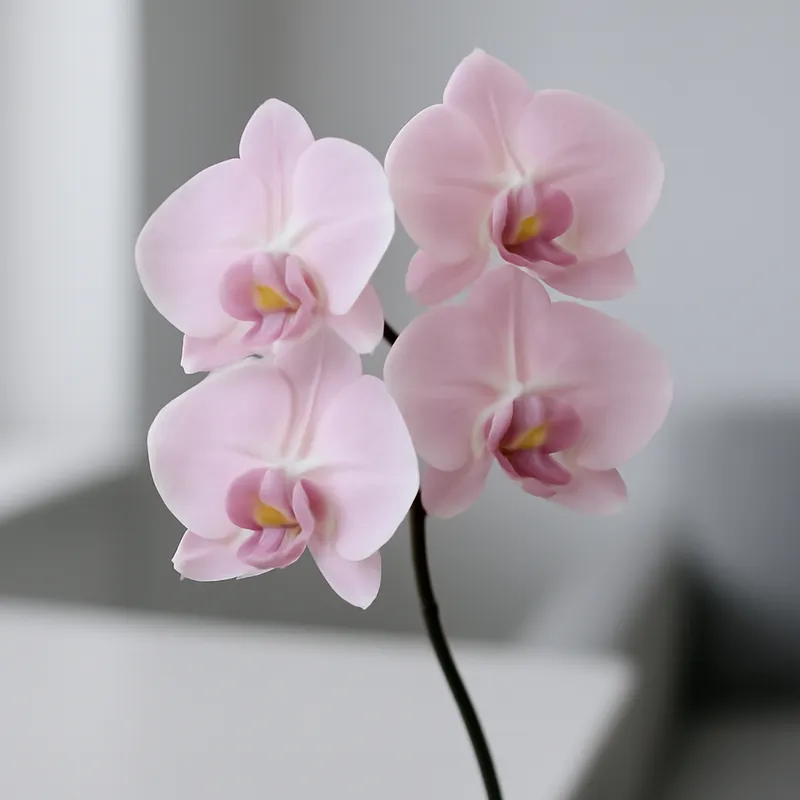 Orquídea (orquídea novia) - rosa - imagen 3