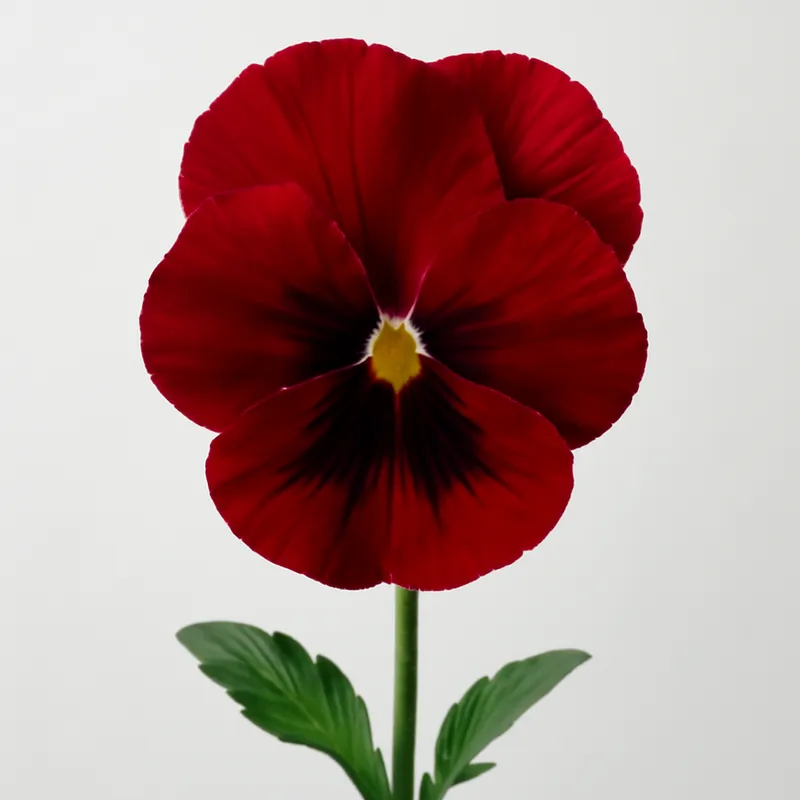 Pensamiento rojo