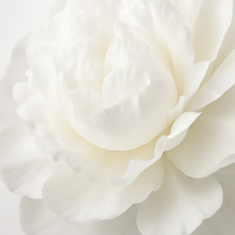Peonía blanca - imagen 2