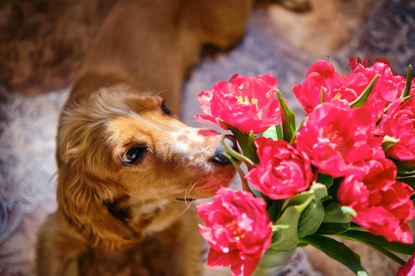 Golden retriever olfateando con curiosidad un ramo de tulipanes rojos en interior, los tulipanes pueden causar molestias estomacales en perros