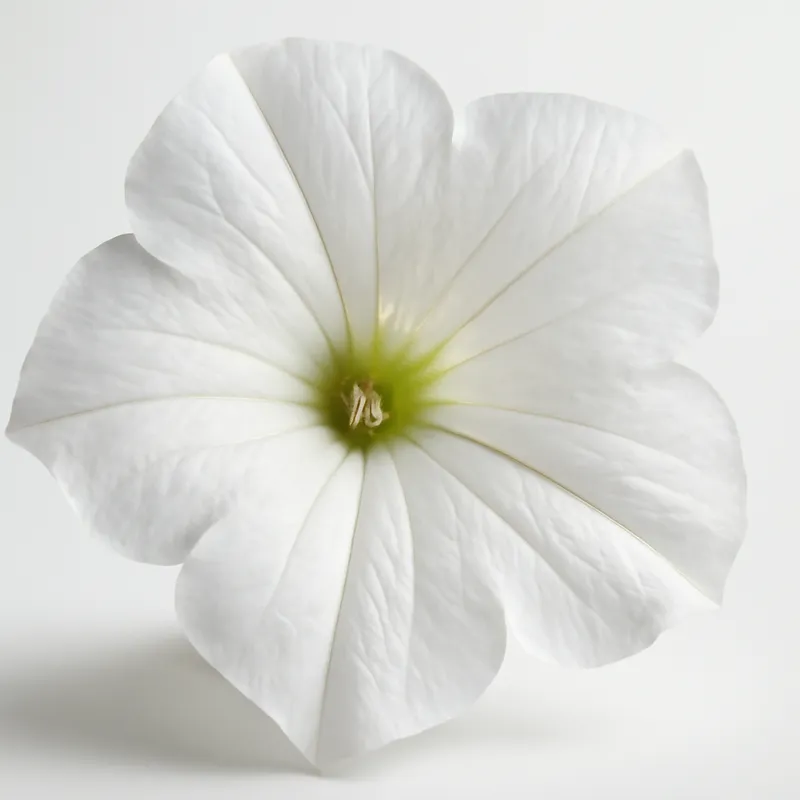 Petunia blanca - imagen 2