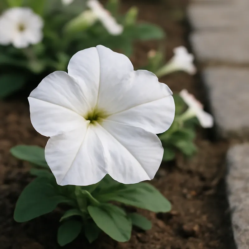 Petunia blanca - imagen 4