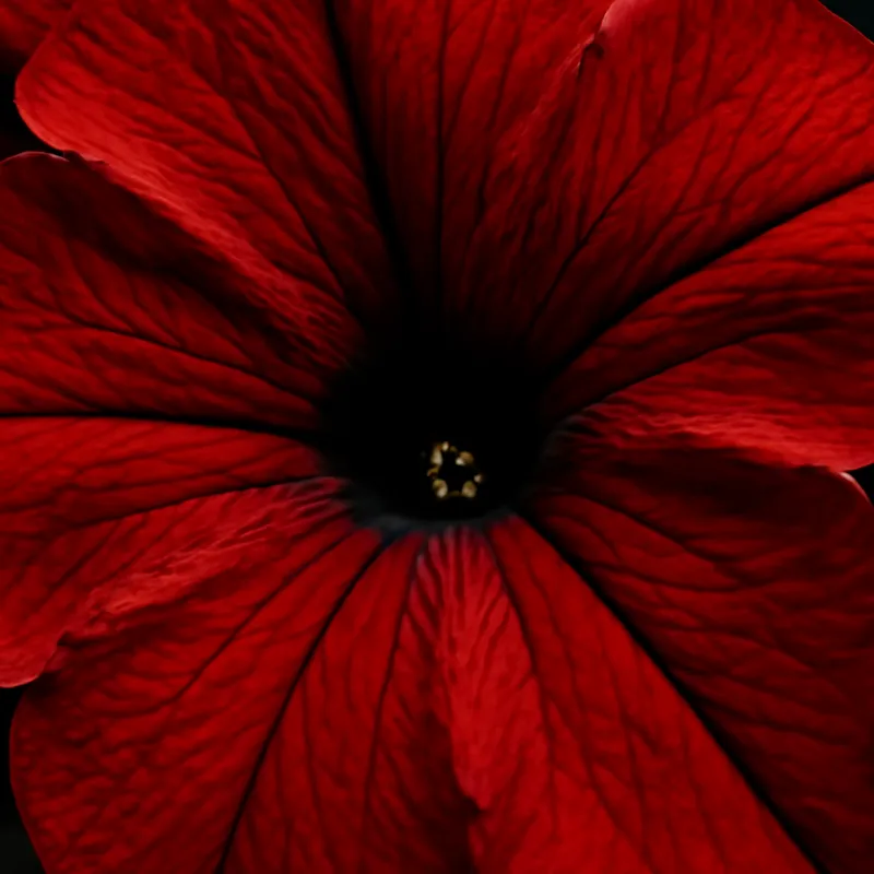 Petunia roja - imagen 2