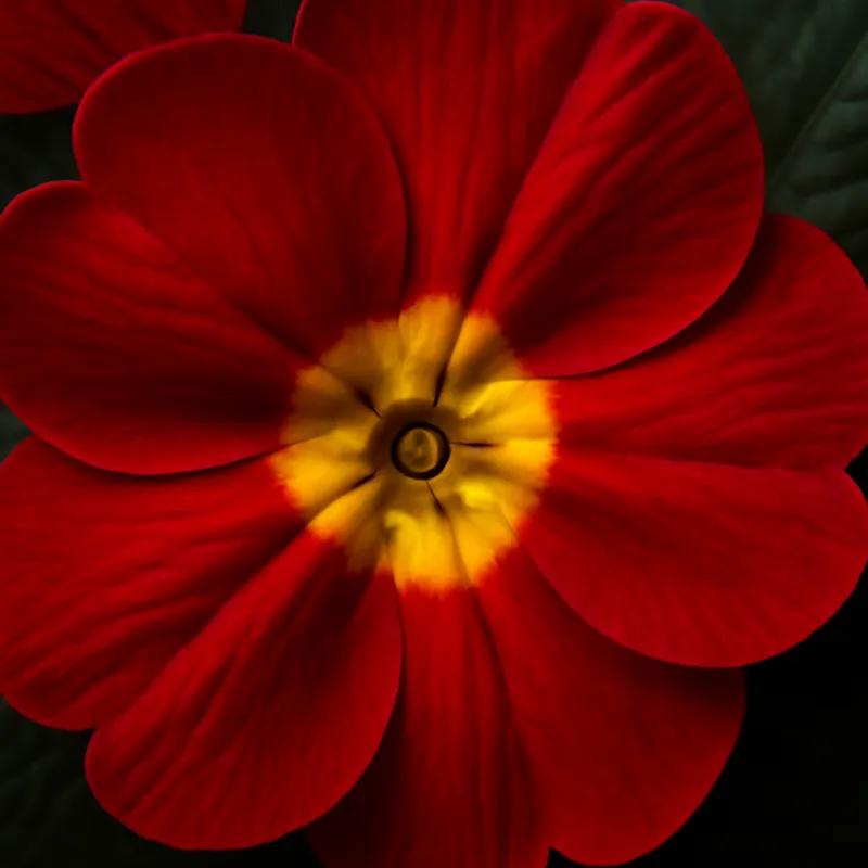 Primula roja - imagen 2
