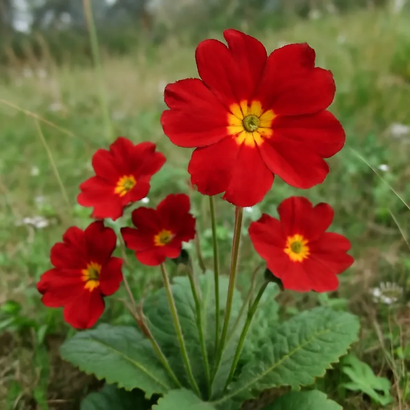 Primula roja - imagen 4