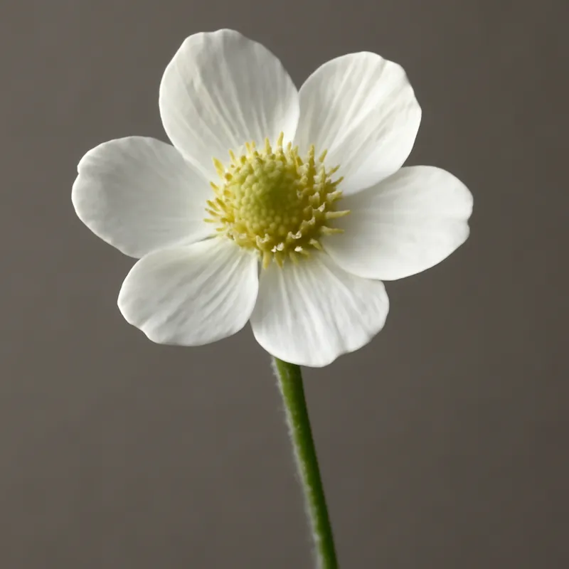 Ranúnculo blanco