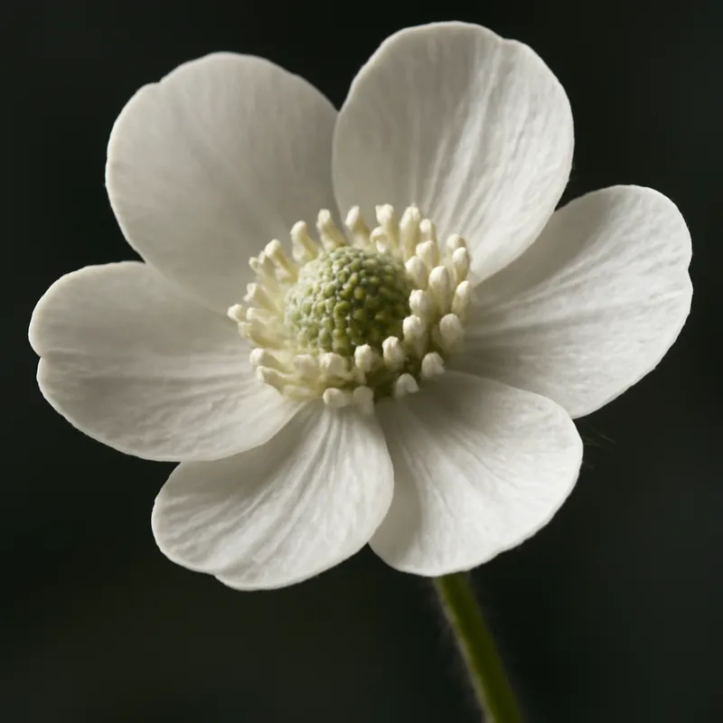 Ranúnculo blanco - imagen 2