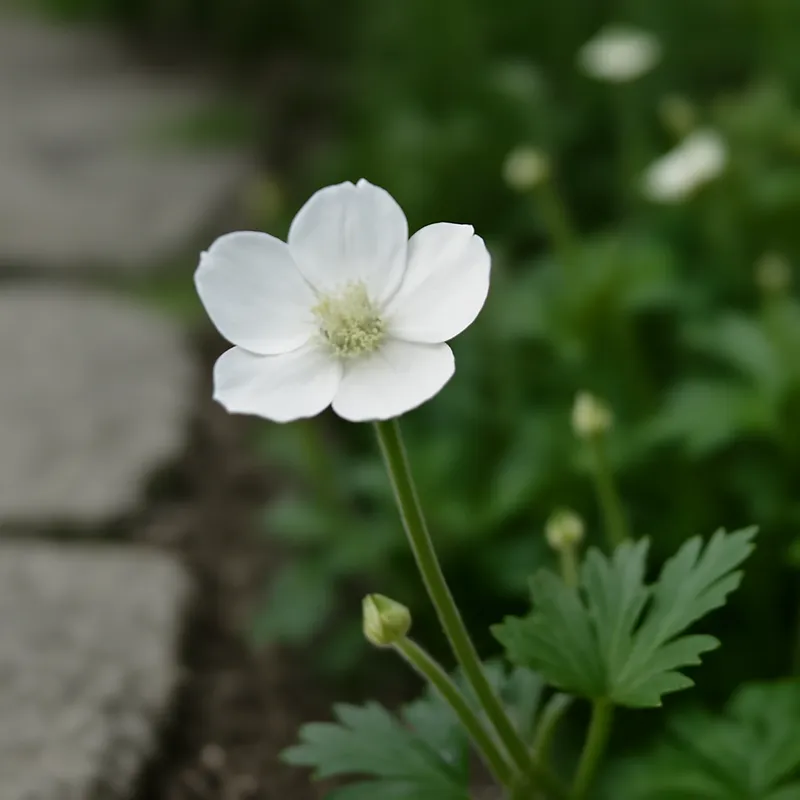 Ranúnculo blanco - imagen 4